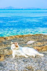 猫と沖縄の海