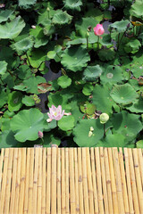 Pink waterlily or lotus flower in pond