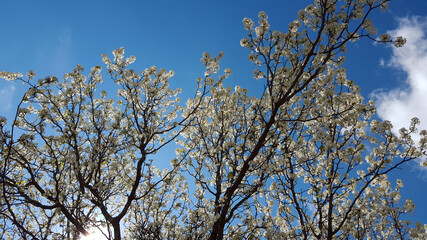 Plum tree blossoms with a blue sky