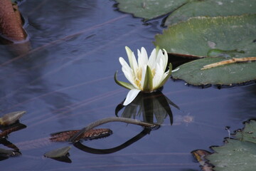 hermoso lirio blanco de agua en el rio de ayutla san luis potosi 