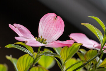 Obraz premium ハナミズキの花
