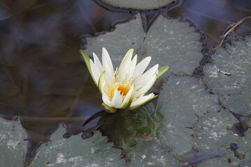 hermoso lirio blanco de agua en el rio de ayutla san luis potosi 