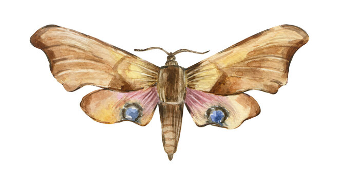 Hawk moth Smerinthus ocellatus. Realistic Butterfly Night. Watercolor illustration isolated on white background. Design for postcards, stickers, notebooks, tattoos