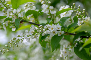 Prunus padus white flowering bird cherry hackberry tree, hagberry mayday tree in bloom, ornamental park flowers on branches