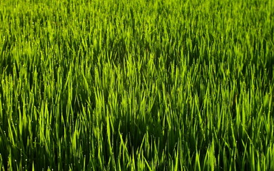 Obraz premium Closeup Of Young Paddy In Paddy Field