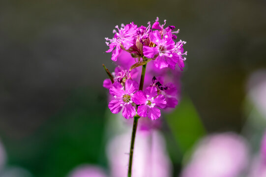 Lychnis viscaria Sticky Catchfly purple bright spring flowerin plant, group of small flowers in bloom in the garden