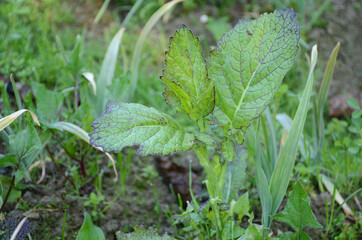 the small ripe green mustered plant in the farm.