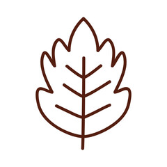 nature autumn leaf line style icon vector design