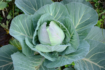 the beautiful green ripe cabbage plant in the farm.