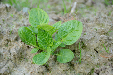 the small ripe green potato plant seedlings in the garden.