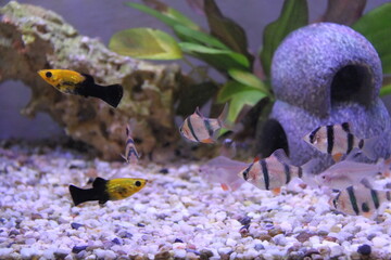 fish