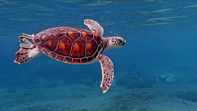 Sea Turtle Swimming Peacefully In Near The Surface Of The Water - Slow Motion Underwater shot
