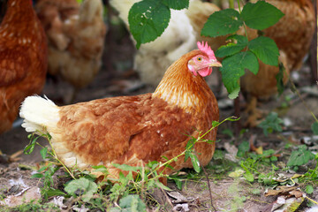 The hen hatches the eggs. Rural area. The production of eggs