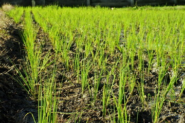 Closeup Of Young Paddy In Paddy Field
