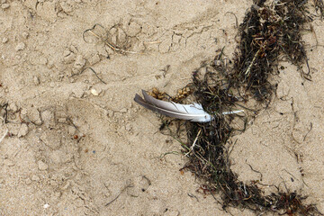 feather tangled in seaweed in the sands