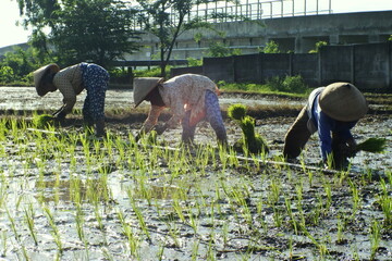 Asian Farmer Planting Paddy In Rice Field