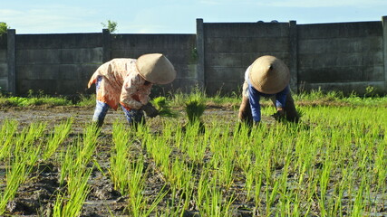 Asian Farmer Planting Paddy In Rice Field