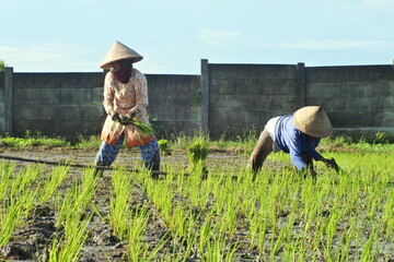 Asian Farmer Planting Paddy In Rice Field