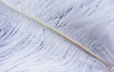 Single white feather, Close up
