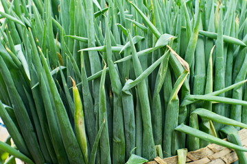  closeup fresh leek in the basket