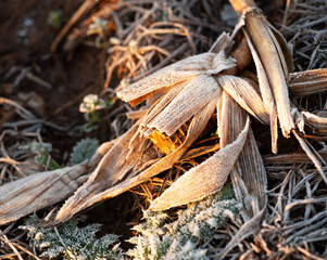 Post Harvest frost Cut Maize Corn Frost