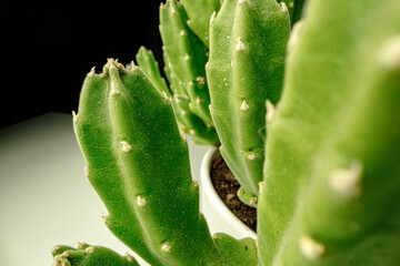 Succulent plant leaves on black background close up
