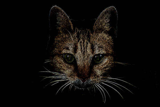 Dark portrait of cat visible like mask on black background, in digital style. Green eyes and whiskers. Experimental photography work, design mockup, copy space.