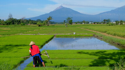 Asian Farmer Work In Rice Field