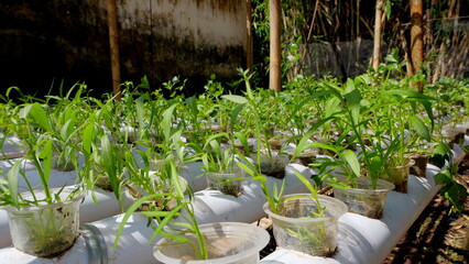 Hydroponic Plant Of Kale Cultivated In Fiber Pipe