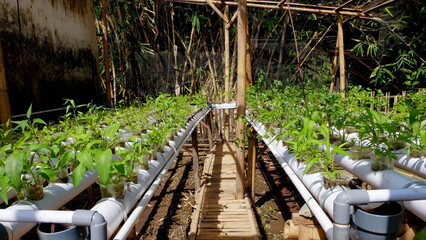 Hydroponic Plant Of Kale Cultivated In Fiber Pipe