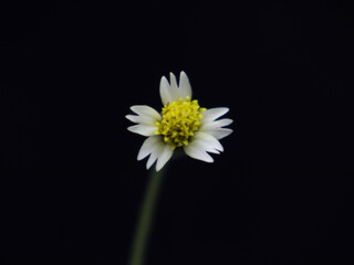 yellow white flower single isolated