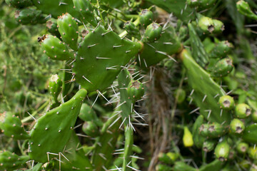 Plantation of green cactus.