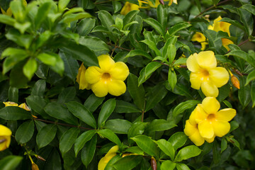 Forsythia flowers on a Bush with green leaves.