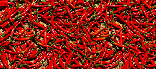 Red chili peppers (Capsicum annuum). Top view. Panoramic image