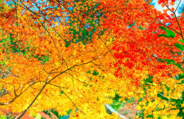 京都、紅葉の風景