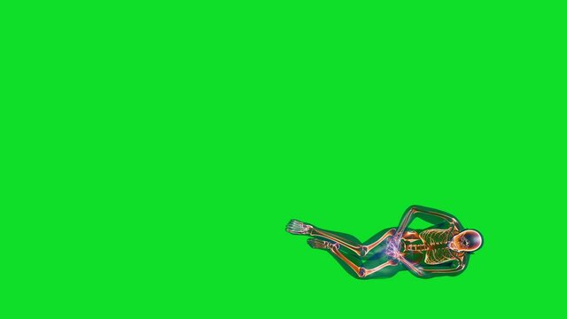 Human x-ray body and skeleton, big stomack pain loop, Green Screen