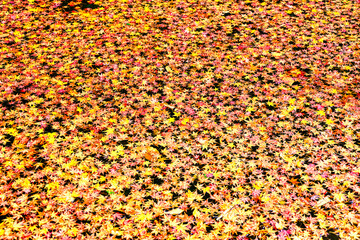 京都、泉涌寺来迎院の風景