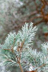 A branch of a coniferous tree sprinkled with snow in the forest close-up in winter