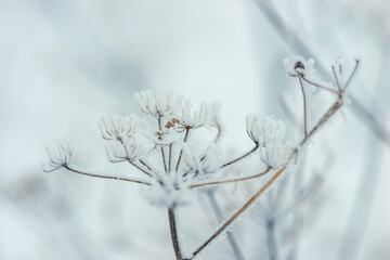 Close up Dry wildflowers, grass, dry inflorescences covered with hoarfrost