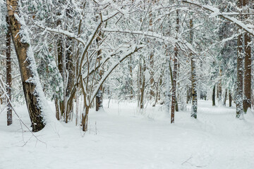 Landscape, beautiful winter mixed forest covered with white snow.