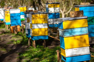 Blossoming garden with apiary. Bees spring under the flowering trees of apple trees. Red tulips on the background of hives.