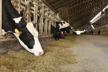 Pretty cow eating hay on farm, space for text. Animal husbandry