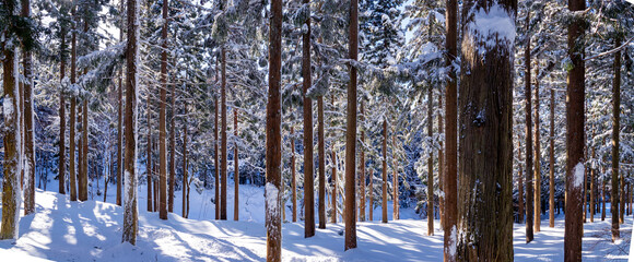 Obraz premium 雪景色の樹木 パノラマ