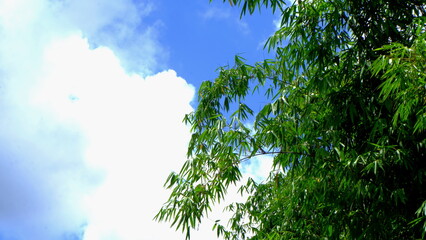 Bamboo leaves on the clear sky blackground.