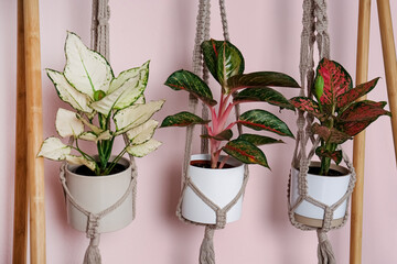 Beautiful houseplants hanging on wooden rack against pink background © New Africa