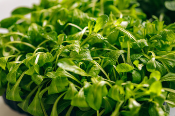 Tray with micro green sprouts close up