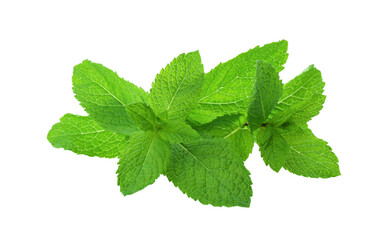 Fresh green mint leaves on white background