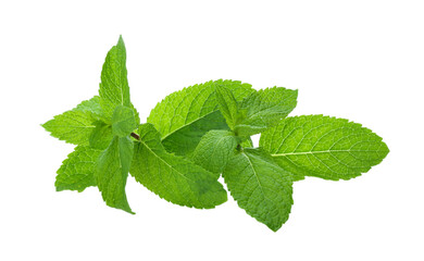 Fresh green mint leaves on white background