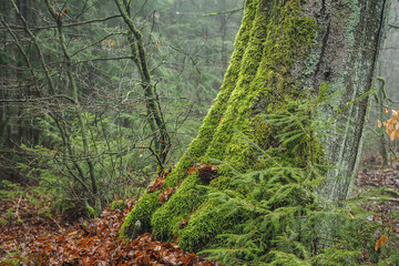 Moosbedecker Stammfuß einer Rotbuche
