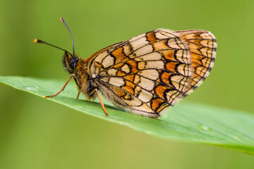 Wachtelweizen-Scheckenfalter
